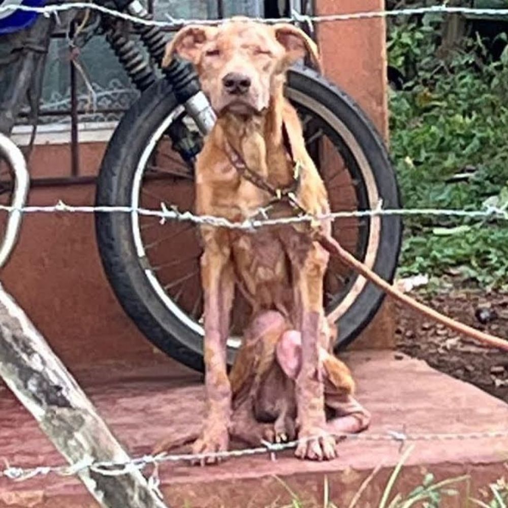 Four Years in Silence: A Skinny Dog Sat in the Same Spot, Dreaming of Freedom