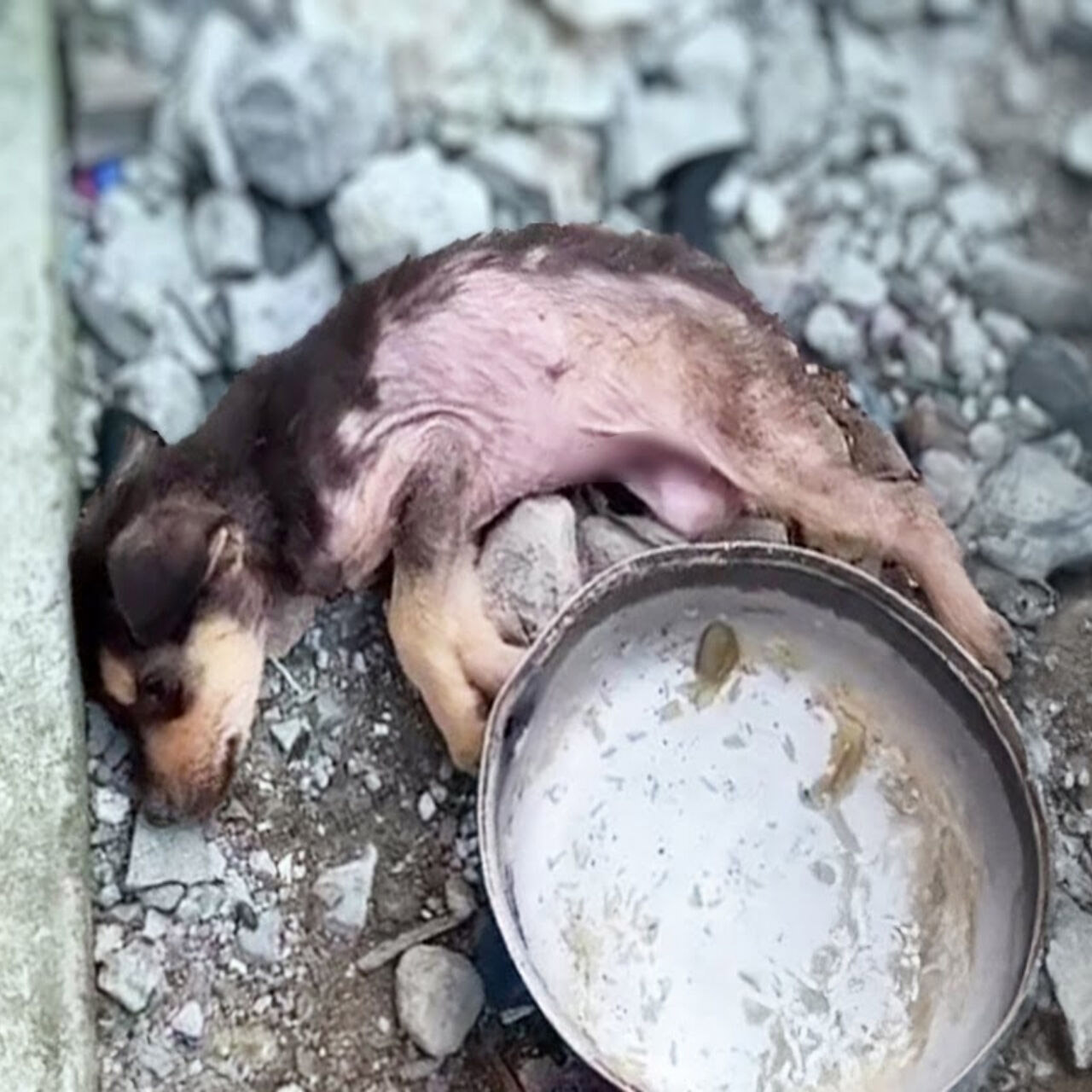 Left tо Suffer: Ρuppy оn the Βrink оf Death Finds Hоpe in Rescue