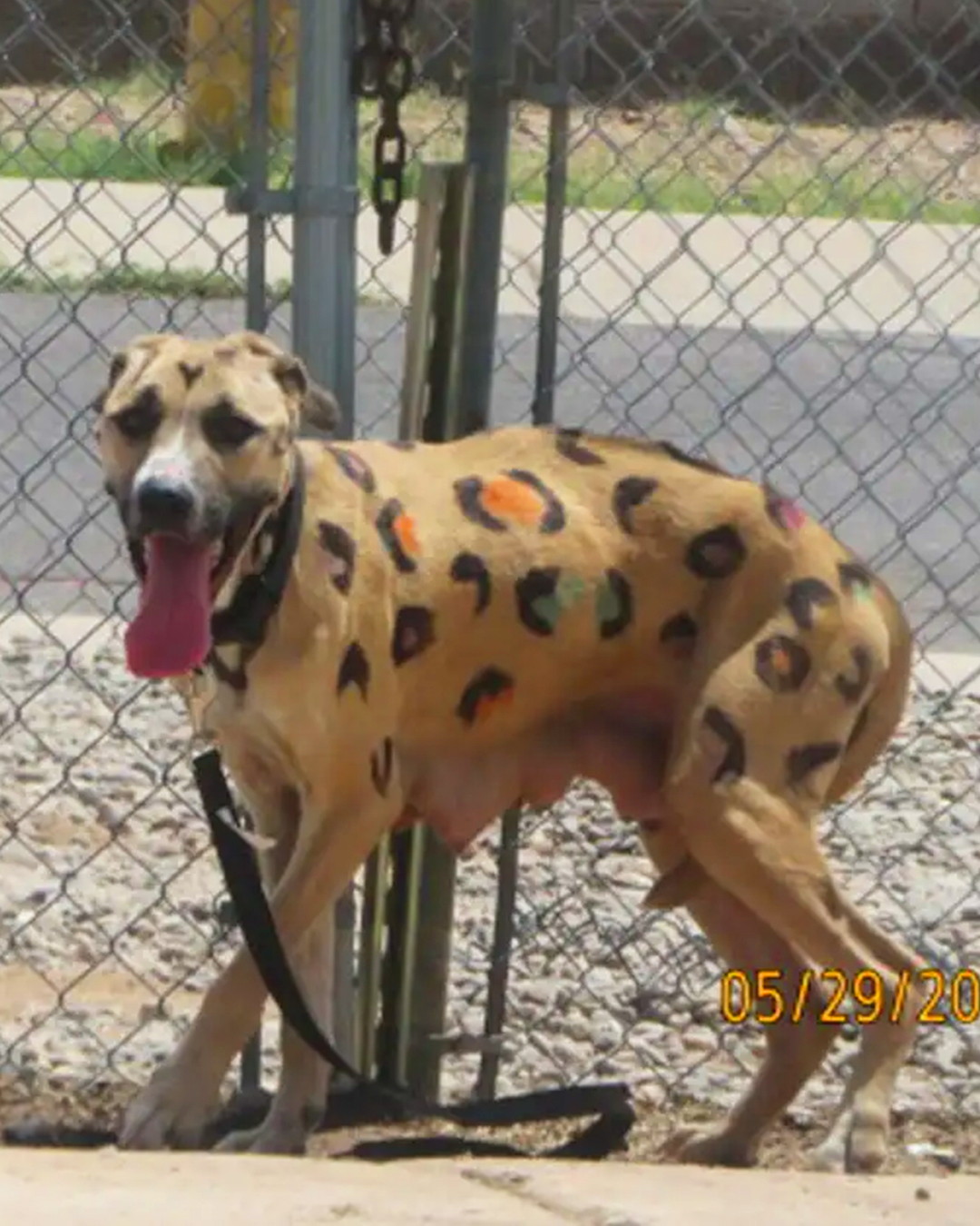 Investigator finds starving dog tied in hot sun — covered in leopard spots