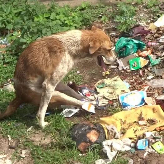 From Paralyzed Pup to Joyful Jogger: Comfy’s Inspiring Journey of Healing and Resilience