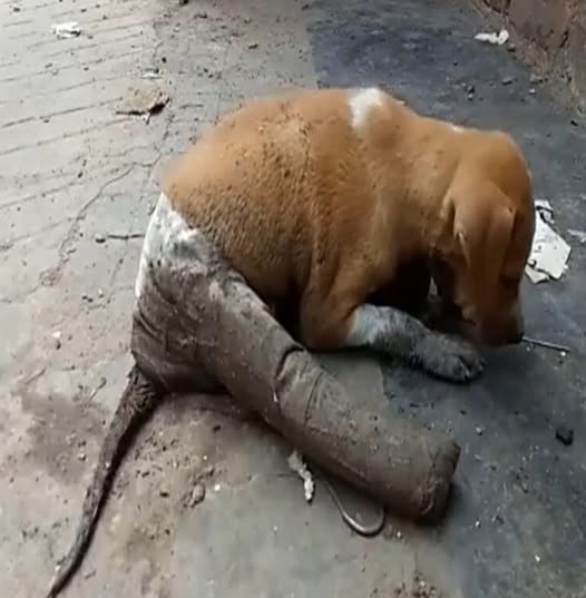 Meet Scooter, a resilient puppy from Kolkata who overcame serious injuries and found a loving home. Thanks to dedicated caretakers, she now thrives as “Dobby” in Virginia, a testament to the power of compassion and care.