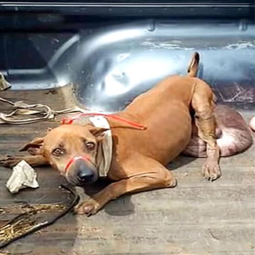 Rescue Mission Transforms Stray Dog’s Life After Tumor Removal and Long Journey to Recovery