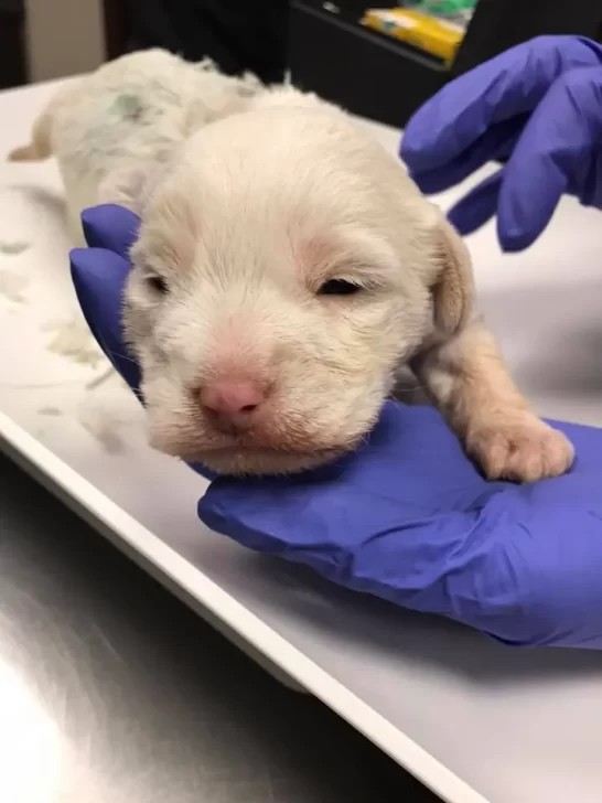 Injured Puppy Fights For Her Life After Being Left Alone On The Roadside