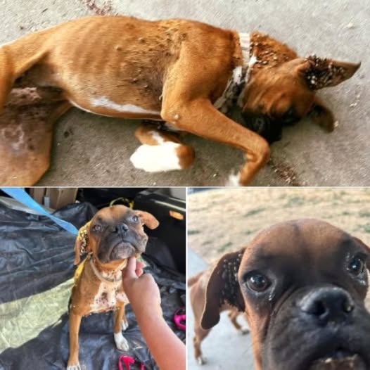 Boxer puppy collapses in stranger’s driveway looking for help