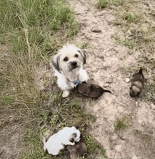 A heartbroken mother dog carried her lifeless puppy to strangers, unwilling to accept her loss. What unfolded next would alter her fate and that of her surviving puppies forever.
