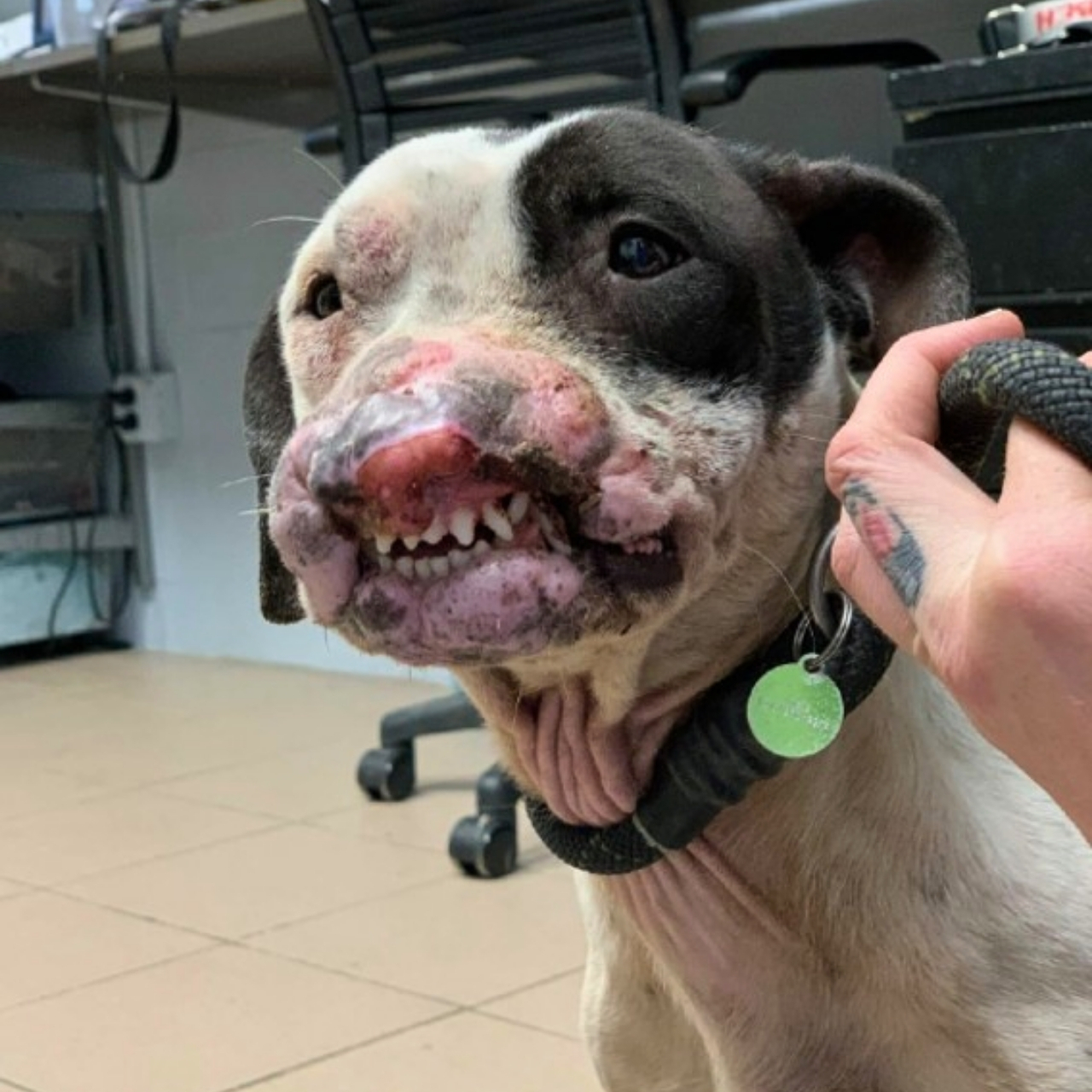SPCA Seeks Public’s Help After Injured Dog Lavender Found Abandoned in Philadelphia Park
