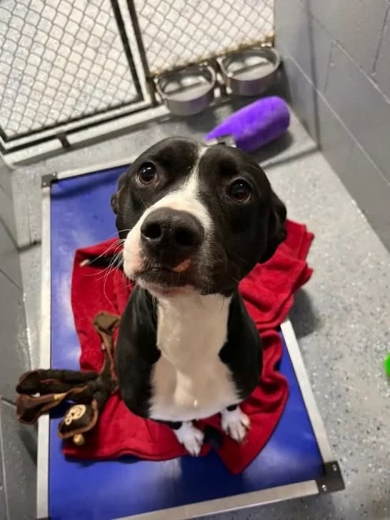 Abandoned Pit Bull Finds His Forever Family After Being Returned to Shelter For The Third Time