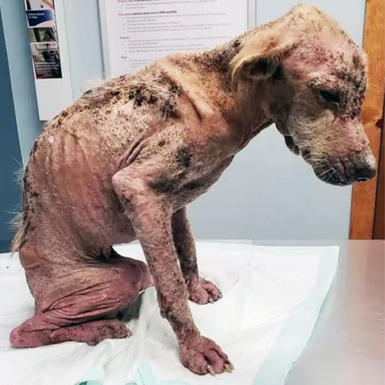 Ana’s Amazing Recovery: From Haunting Street Life to Beloved Family Pet