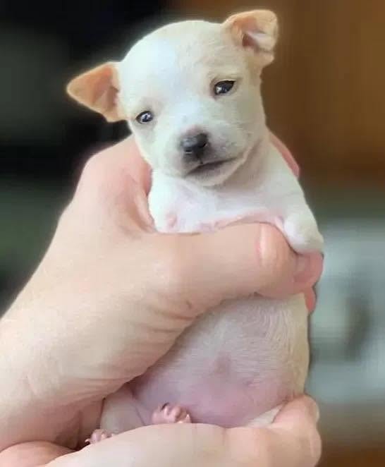 The Heartwarming Journey of a Two-Legged Puppy Finding His Place in the World