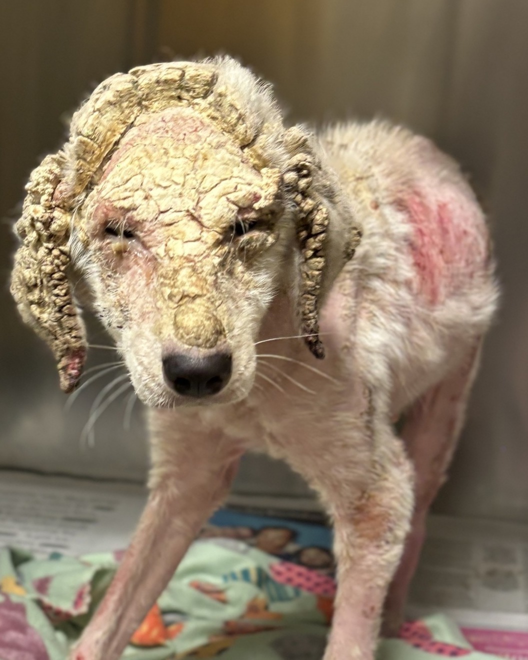 Neglected dog found with matted fur, dry skin transforms after finally getting love