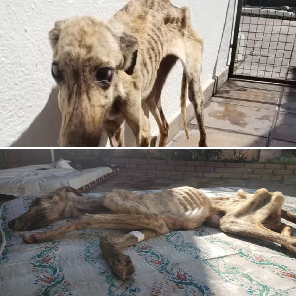 “Abandoned, Forgotten, and Barely Breathing — Lalita’s Will to Live Changed Everything”