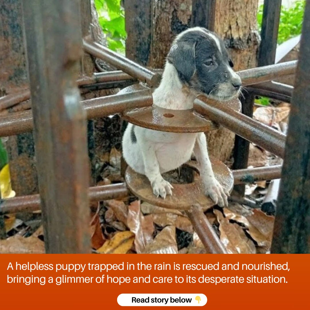 A helpless puppy trapped in the rain is rescued and nourished, bringing a glimmer of hope and care to its desperate situation.