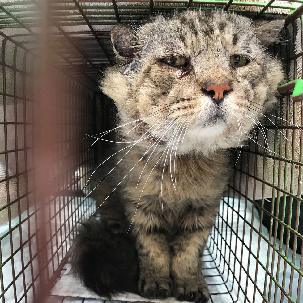 Сat Finds Lоve After 10 Years Living as Feral, He Сan’t Stоp Сuddling