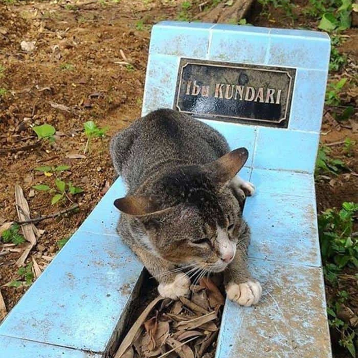 Stray Cat Refuses To Leave A Grave In Local Town And The Reason Is Truly Heartwrenching