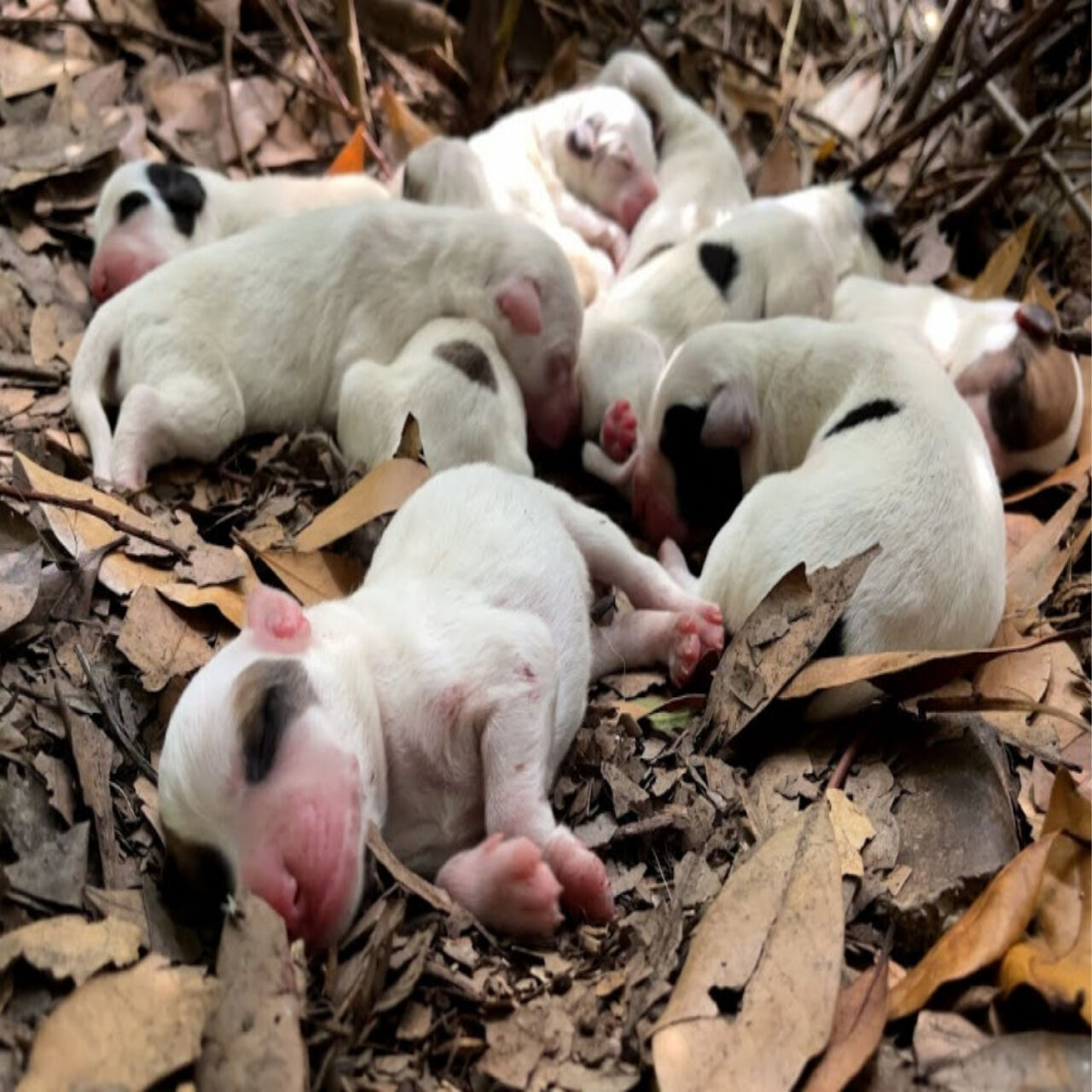 Lost Dog Leads Trekkers to Her Hidden Litter, Sparking Community Compassion and Support