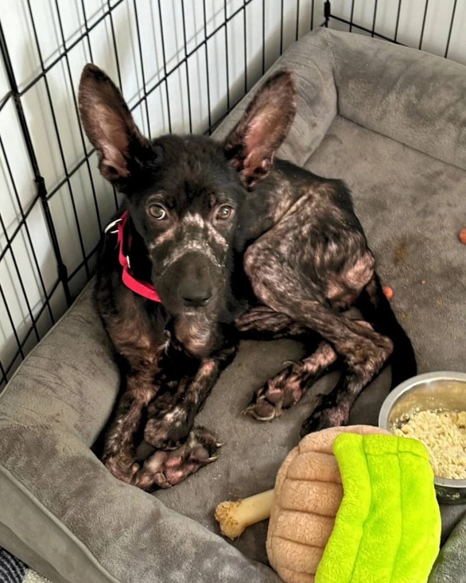 Malnourished Puppy Who Showed Up At A Woman’s Porch, Pleading For Help, Hopes To Find A Loving Family