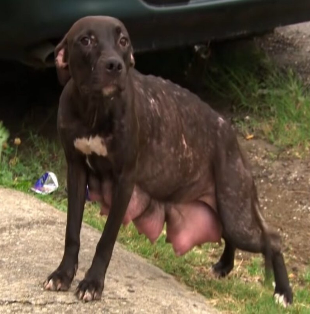 Tears of Hope: Abandoned Mother Pit Bull Cries as She’s Finally Reunited with Her Missing Puppies