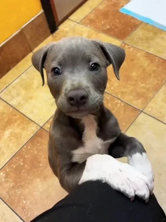 Negligent Owner Abandons Adorable Puppy for Three Days at Clinic in Atlanta