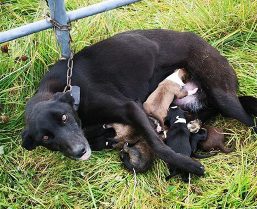 A man who encountered a chained dog with her small puppies held little hope for their survival.