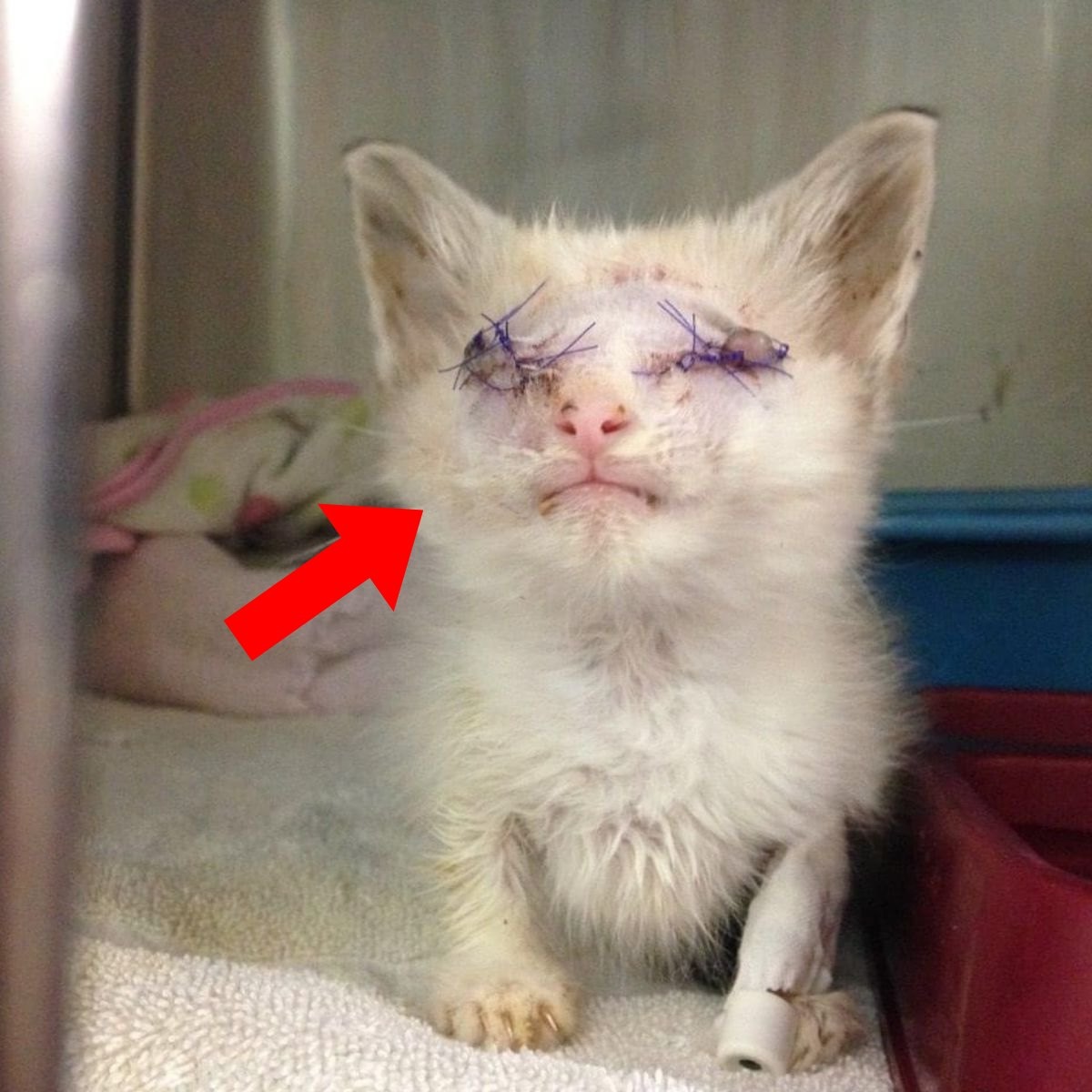 This Tiny Kitten Arrived at the Vet With Damaged Eyes — How She Fought Back Left Everyone in Tears