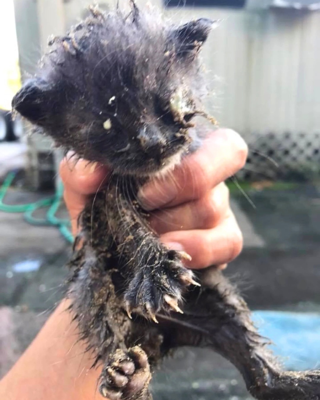 Woman Takes Near-Death Kitten To Clinic And Her Heart Breaks After Hearing His Condition