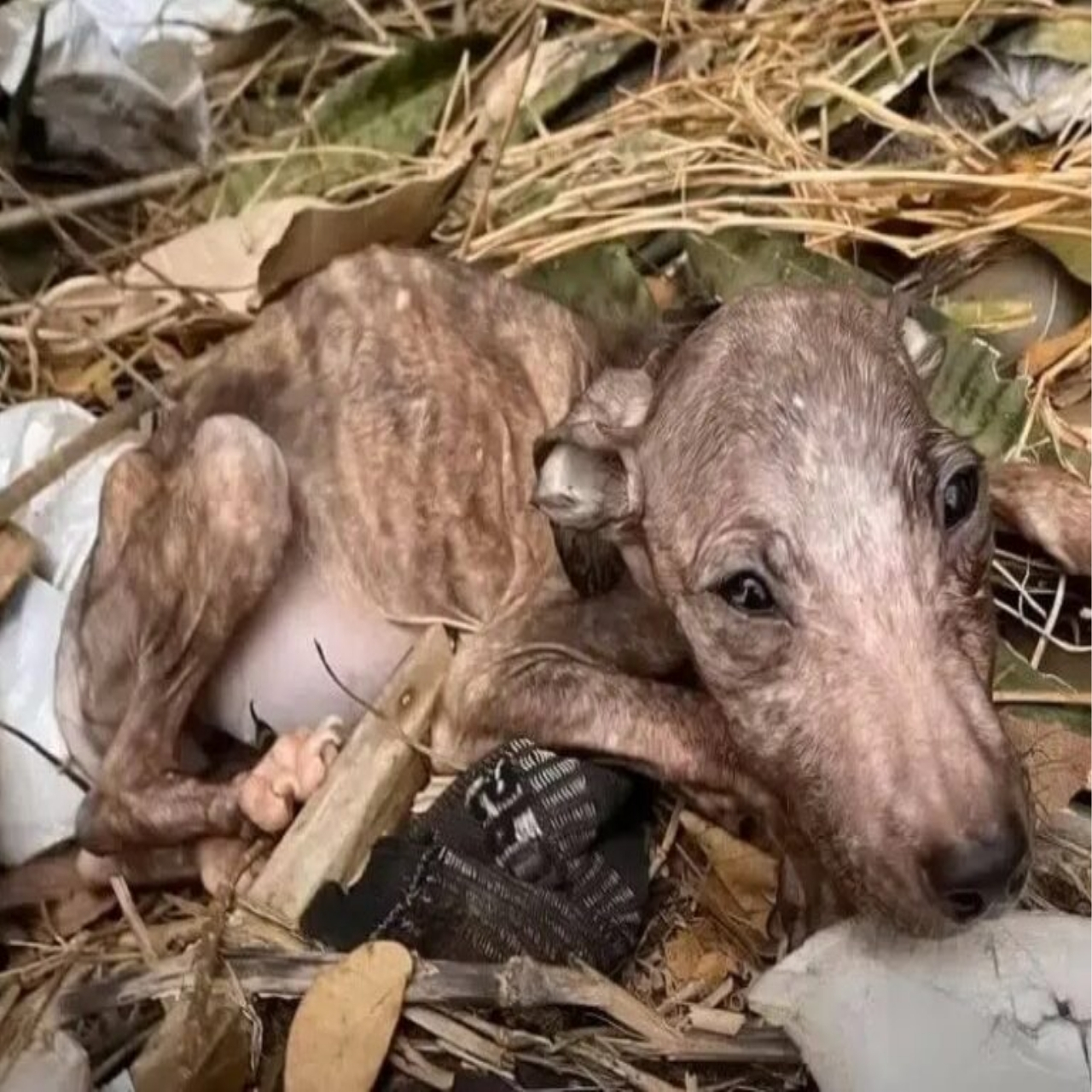 From Landfill to Love: Gorgojita the Puppy Triumphs Over Tragedy