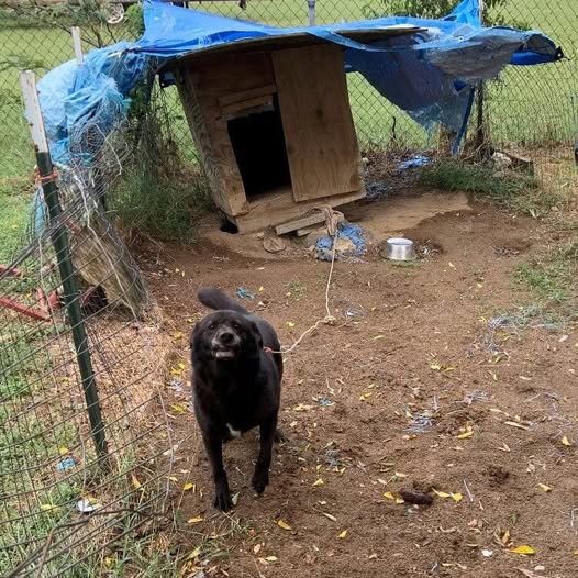 Senior dog spent a decade tied up outside in dirt pen — after finally being rescued, his life has completely turned around