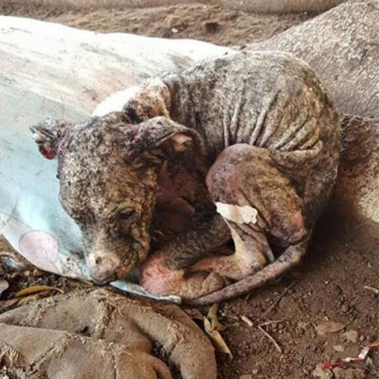 From Struggle to Joy: PETRA’s Inspiring Rescue and Transformation into a Beloved Family Pet