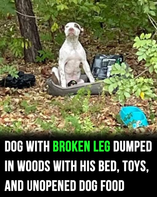 Dog abandoned in woods with broken leg now in good hands and on the road to recovery