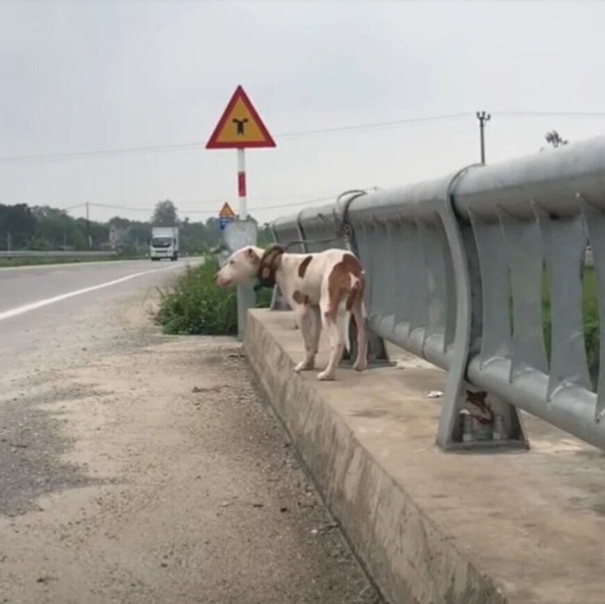 Heartwarming Dog Rescue Story Highlights Need for Responsible Pet Ownership