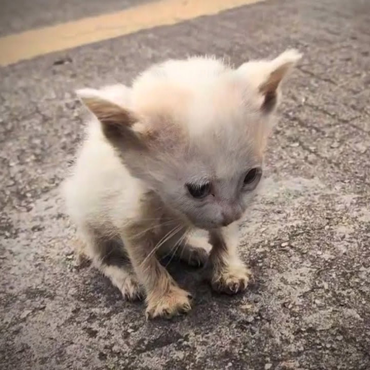 She Couldn’t Believe Her Eyes When She Saw Him: The Kitten Had Been Left All Alone in the Cold and Rain