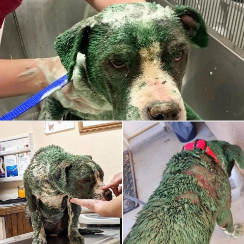Pitbull was found covered in toxic green paint, chemical burns — rescue gives her a second chance