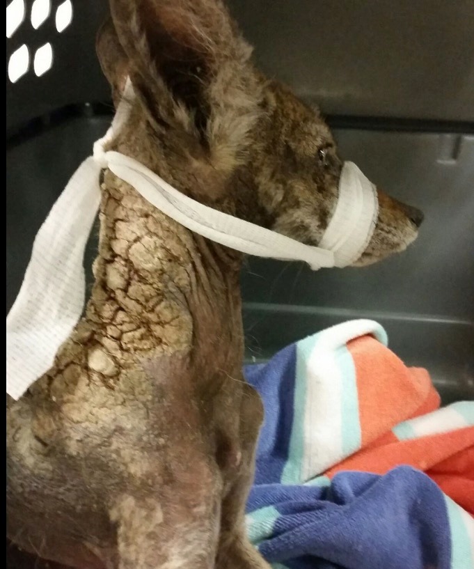 Woman rescues scared, starving “dog” – looks closer and realizes that it is something completely different