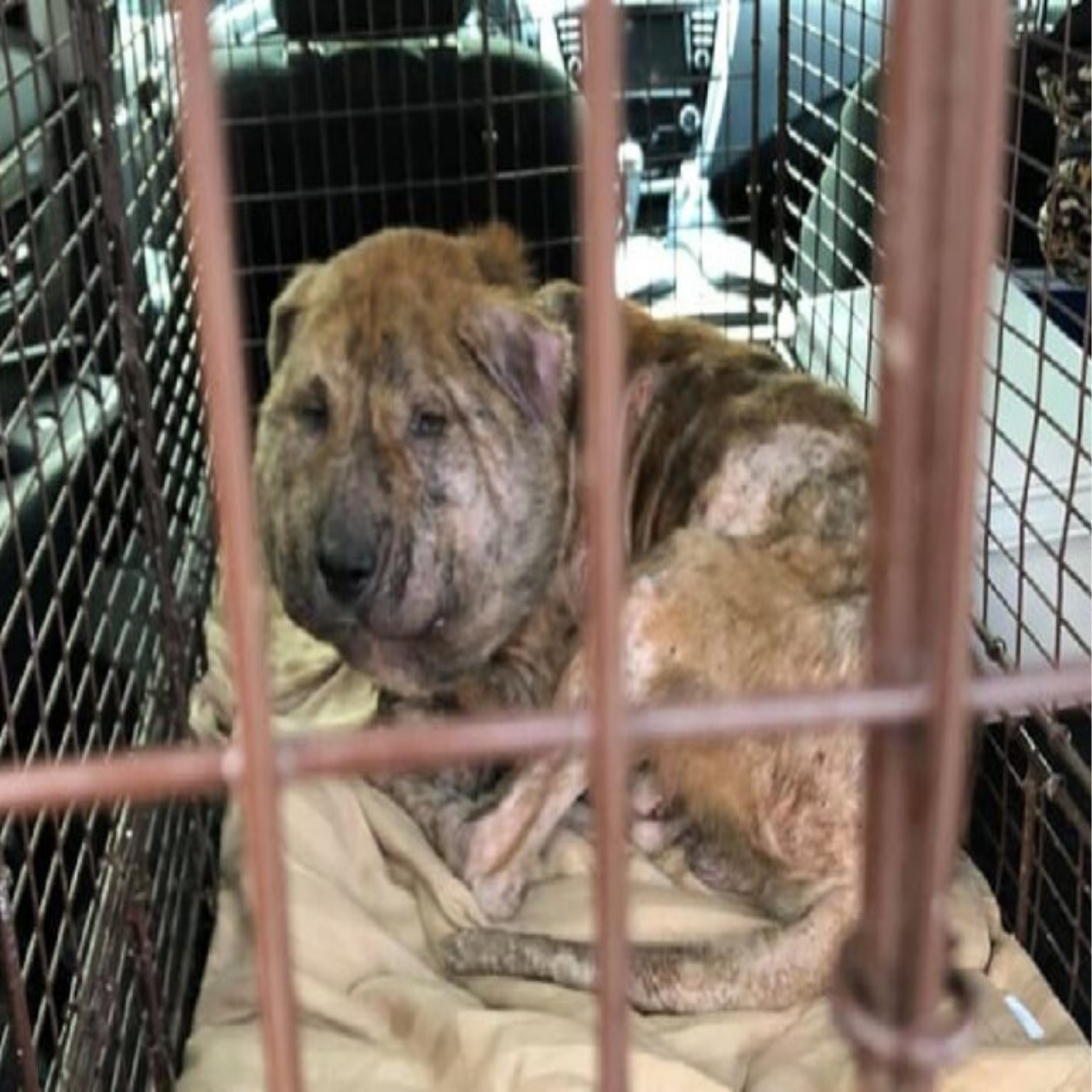 From Rescued to Resilient: Gus the Dog’s Inspiring Journey to a Forever Home