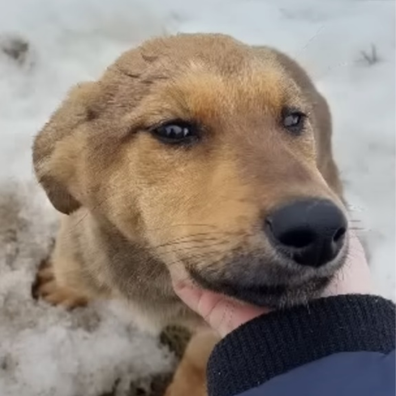 Stray Dog Finds New Home Thanks to Random Act of Kindness on a Snowy Day