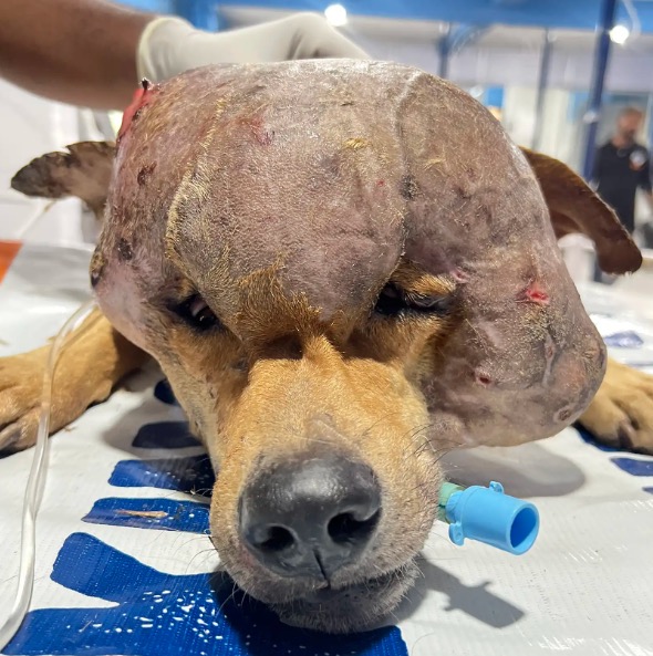 Stray dog found with 4-pound tumor on his head gets life-saving surgery