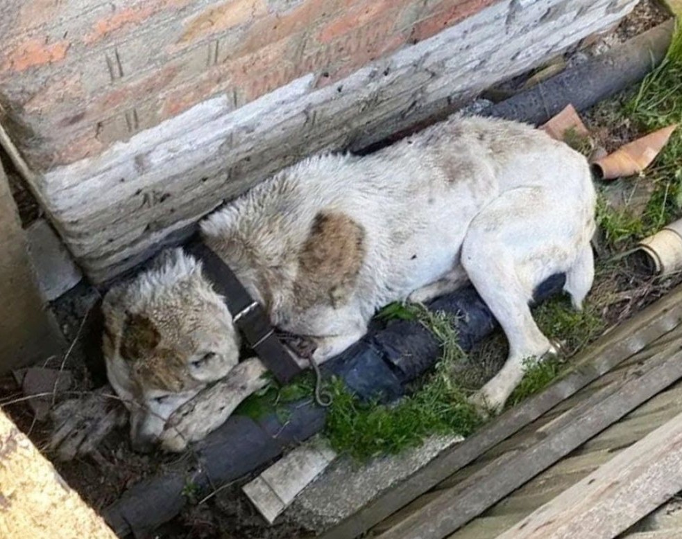 Left to Die with a Bullet Inside, This Dog’s Final Days Were Filled with Love