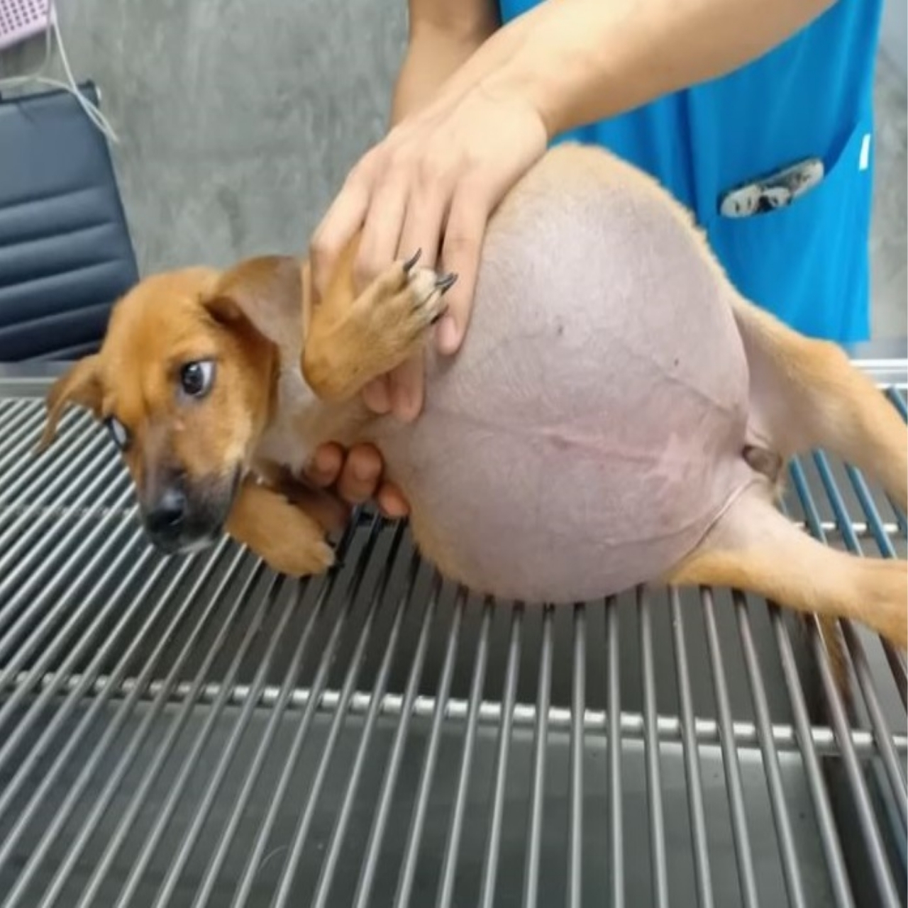 Daisy’s Heartwarming Rescue: A Tale of Determination, Compassion, and Healing