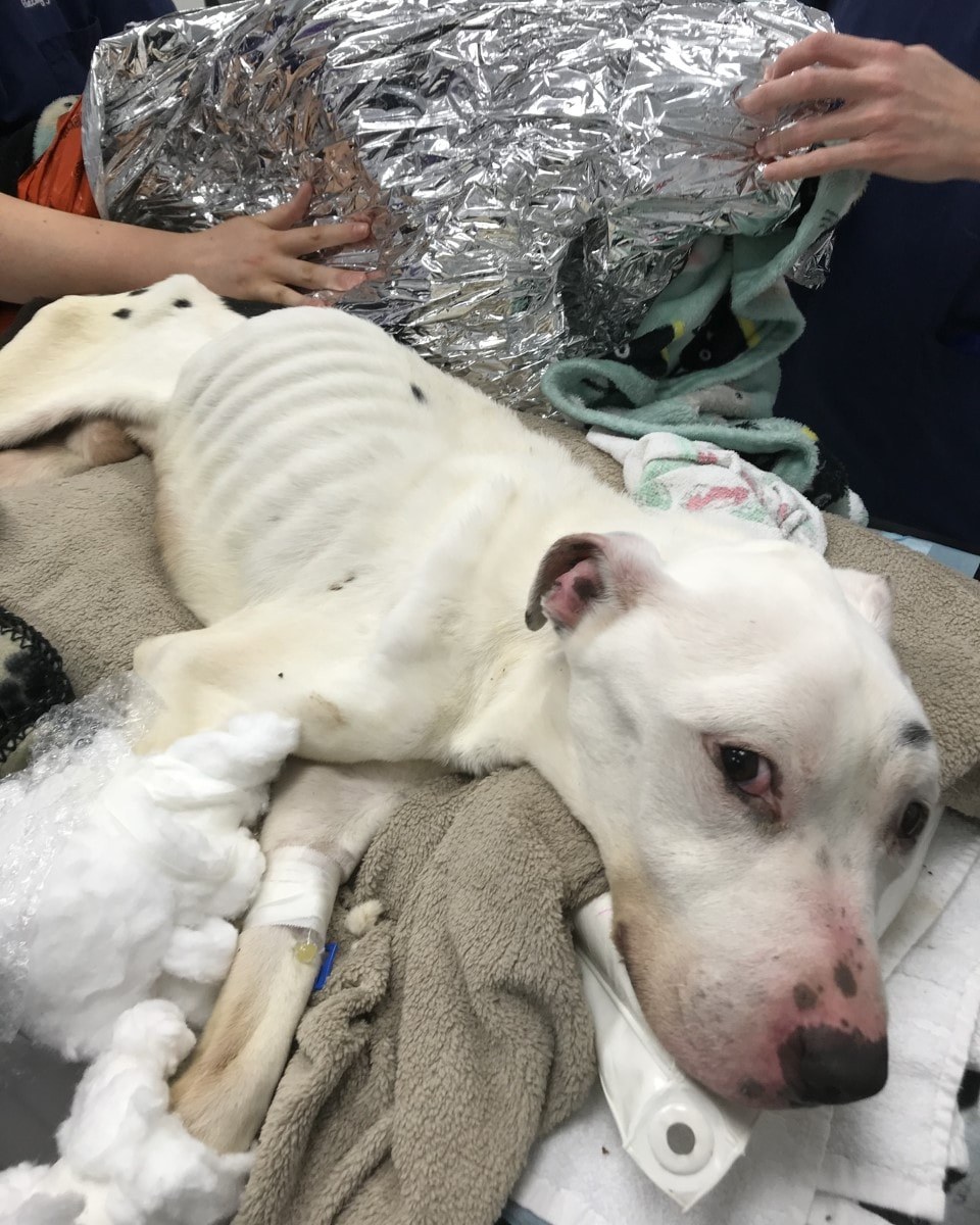 ”Thinnest dog ever seen alive” makes stunning recovery