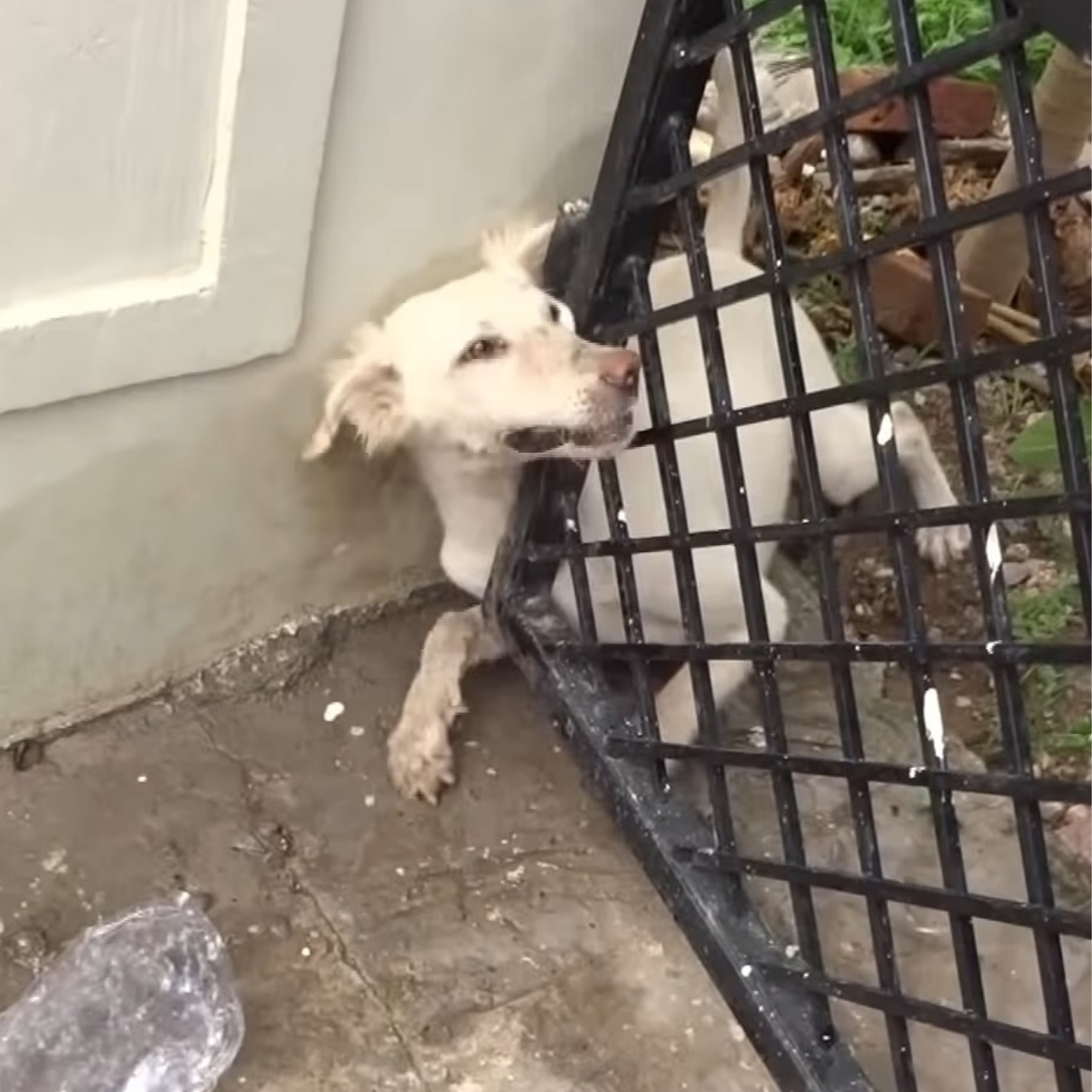 Heroic Rescue Saves Dog Nick Trapped in Iron Door, Reminds Owners of Pet Safety Essentials