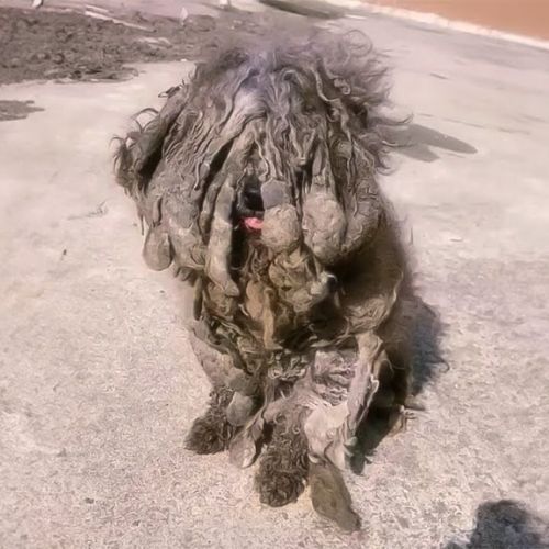 From Neglect to Joy: Dog’s Miraculous Recovery Sparks Hope and Compassion