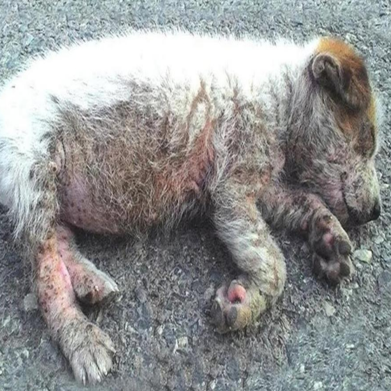 “Cold, Alone, and Motionless by the Highway… Then a Stranger Changed Everything”