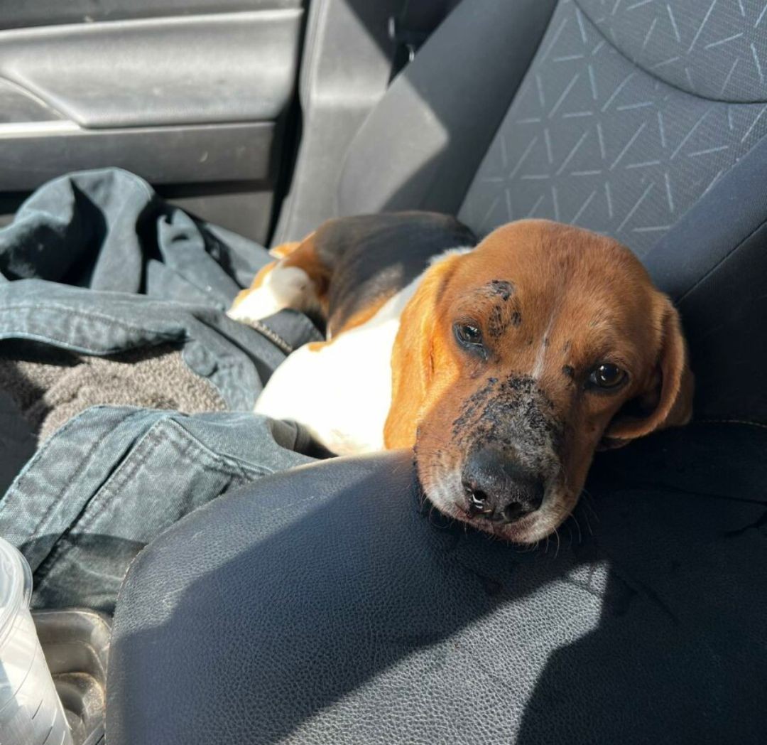 Nebraska Woman Rushes Beagle Dumped On Highway To The Vet, Her Diagnosis Is Disturbing