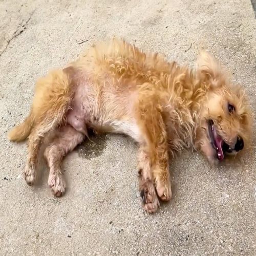 Rescue Team Commits to Improving Life of Distressed Dog Battling Severe Seizures