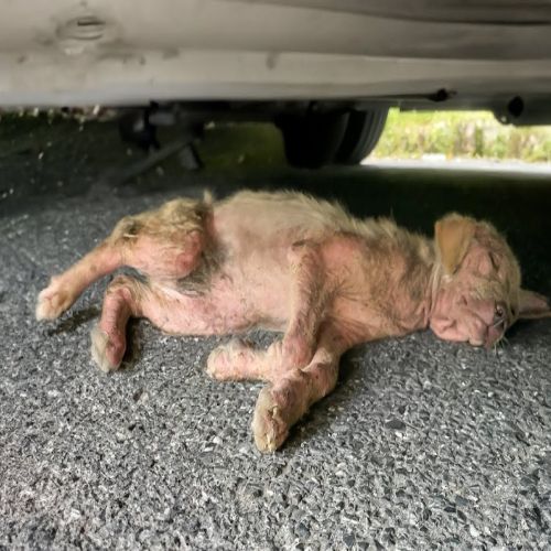 From Desperation to Triumph: A Dog’s Miraculous Journey of Survival and Hope