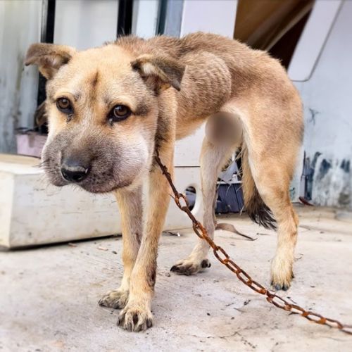 Chained Dog’s Rescue: Journey from Neglect to Love and Healing Begins
