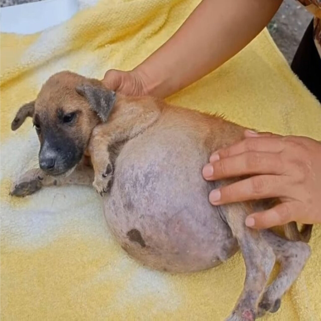 From Bloated Belly to Bounding Puppy: Shelter Rescues Abandoned Pup from Critical Condition