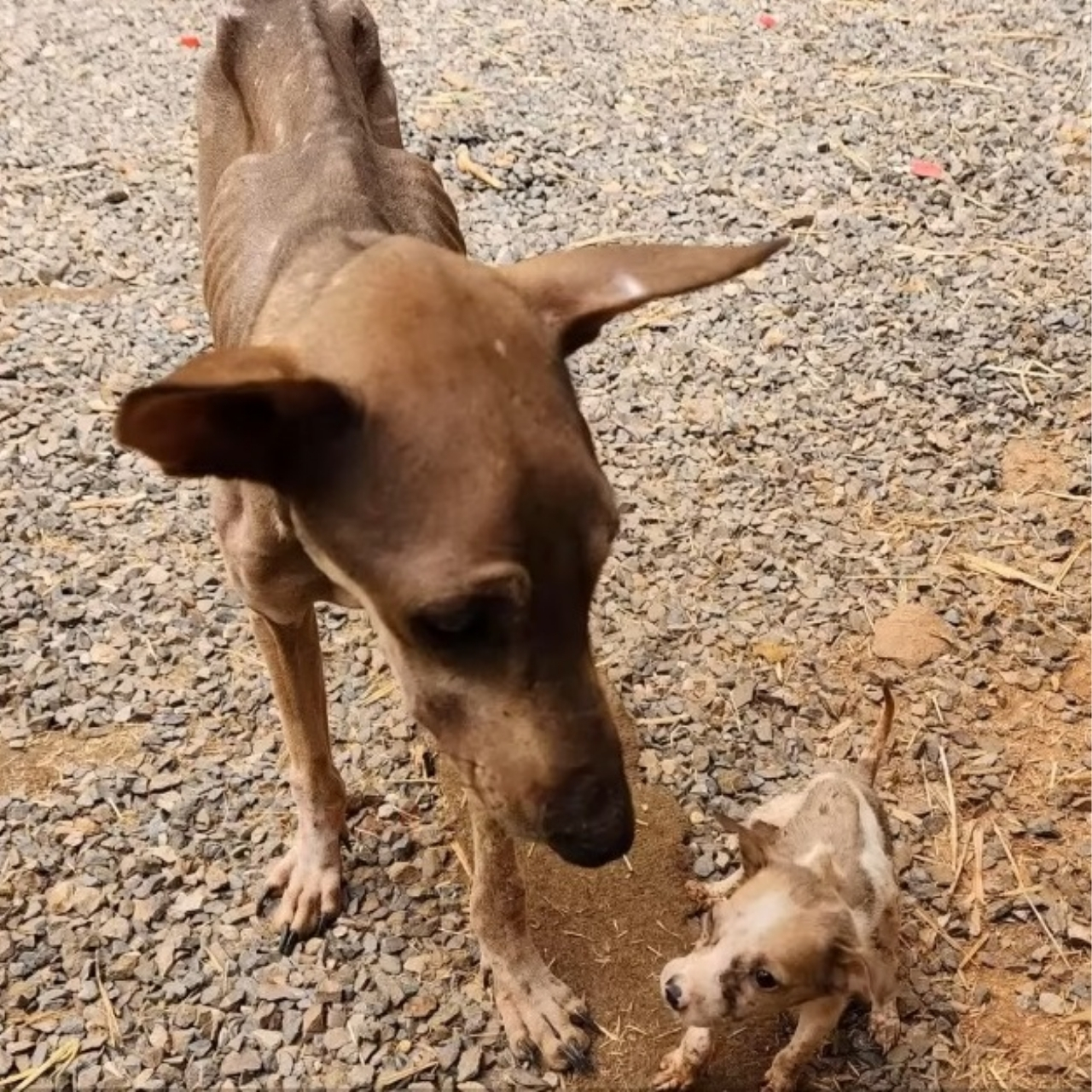 From Despair to Hope: Rescuers’ Compassion Transforms Lives of Struggling Mother Dog and Puppy