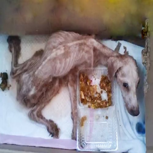 Loyal Dog’s Remarkable Recovery Journey from Abandoned Home to Hopeful Future