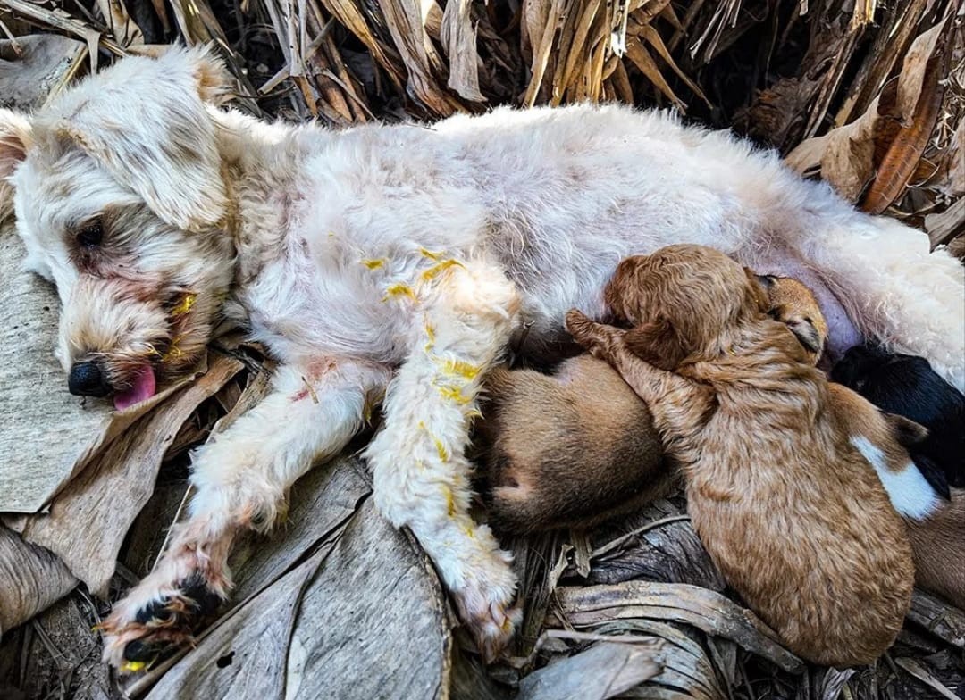 Today is my birthday, yet I’m overwhelmed with sadness as everyone has abandoned me. Perhaps it’s because I’m just a dirty, smelly stray dog.????